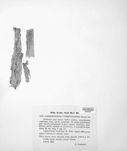 Lophiosphaera vigheffulensis image